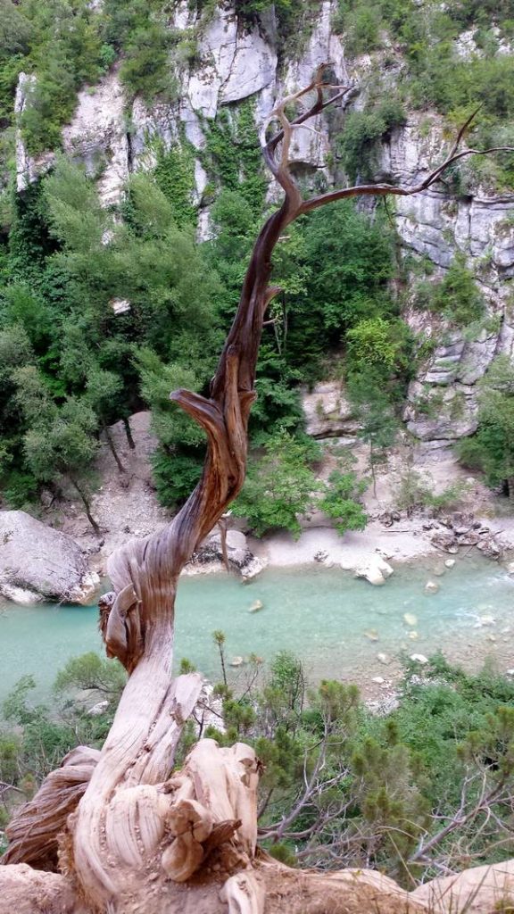 arbre magique sentier de l'Imbut