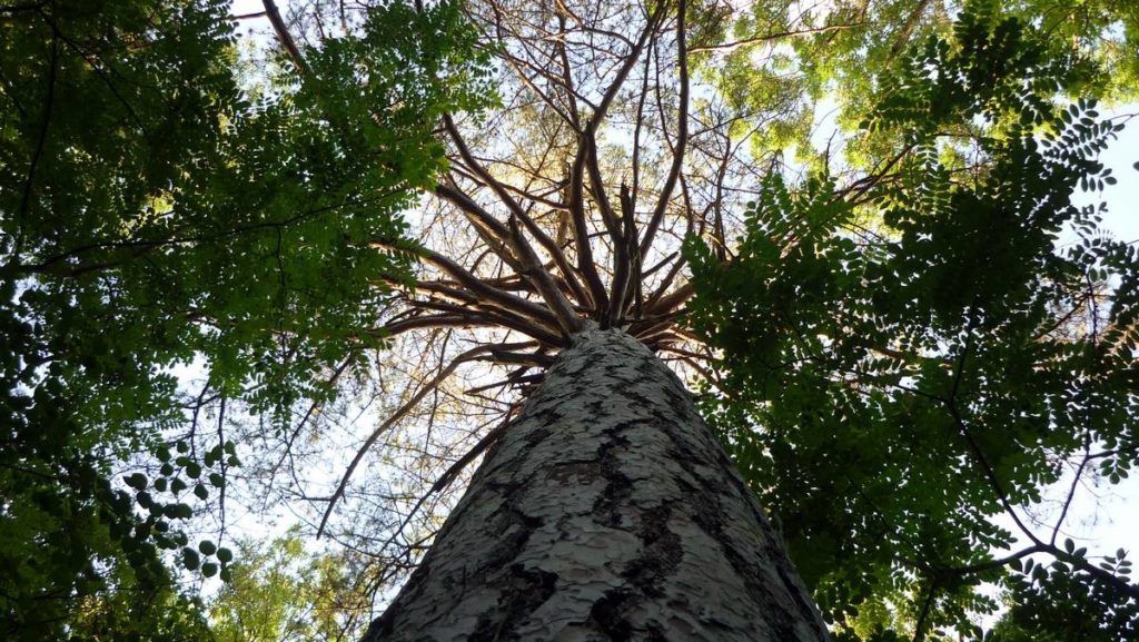 Arbre Vallée des Saints