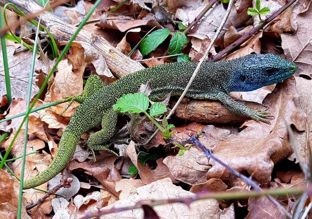 Lézard vert