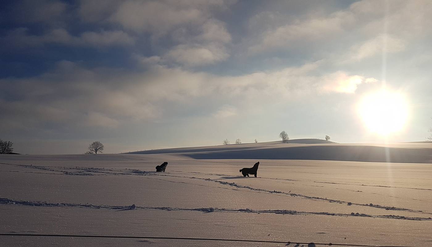 rando raquette sauvage en Auvergne