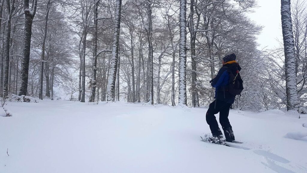 rando en raquettes en forêt