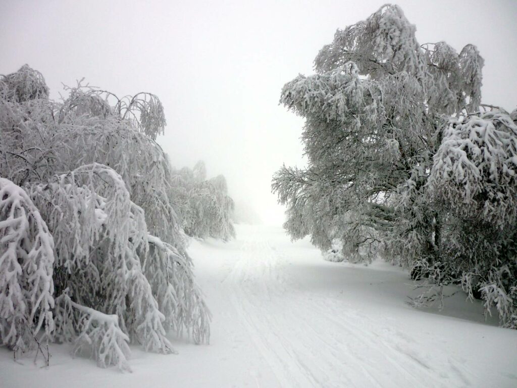 forêt enneigée du Sancy