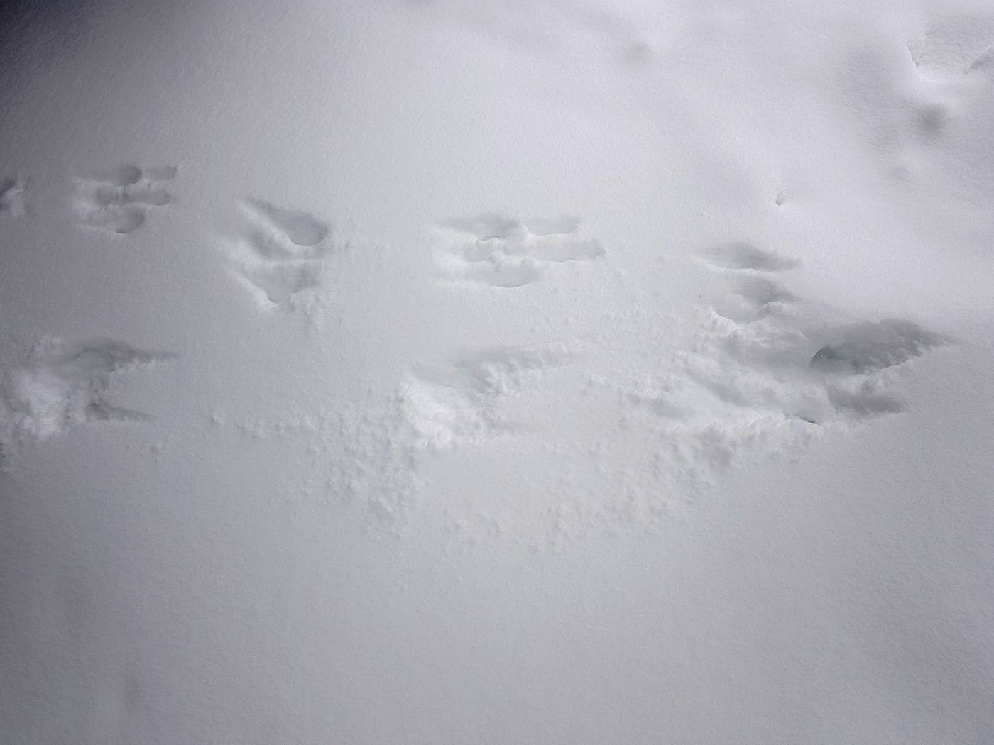 traces d'animaux dans la neige