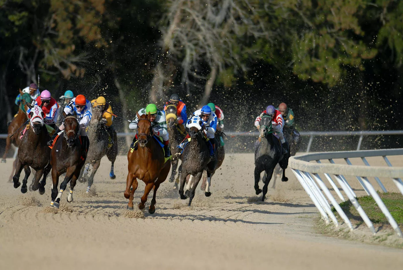 course hippique