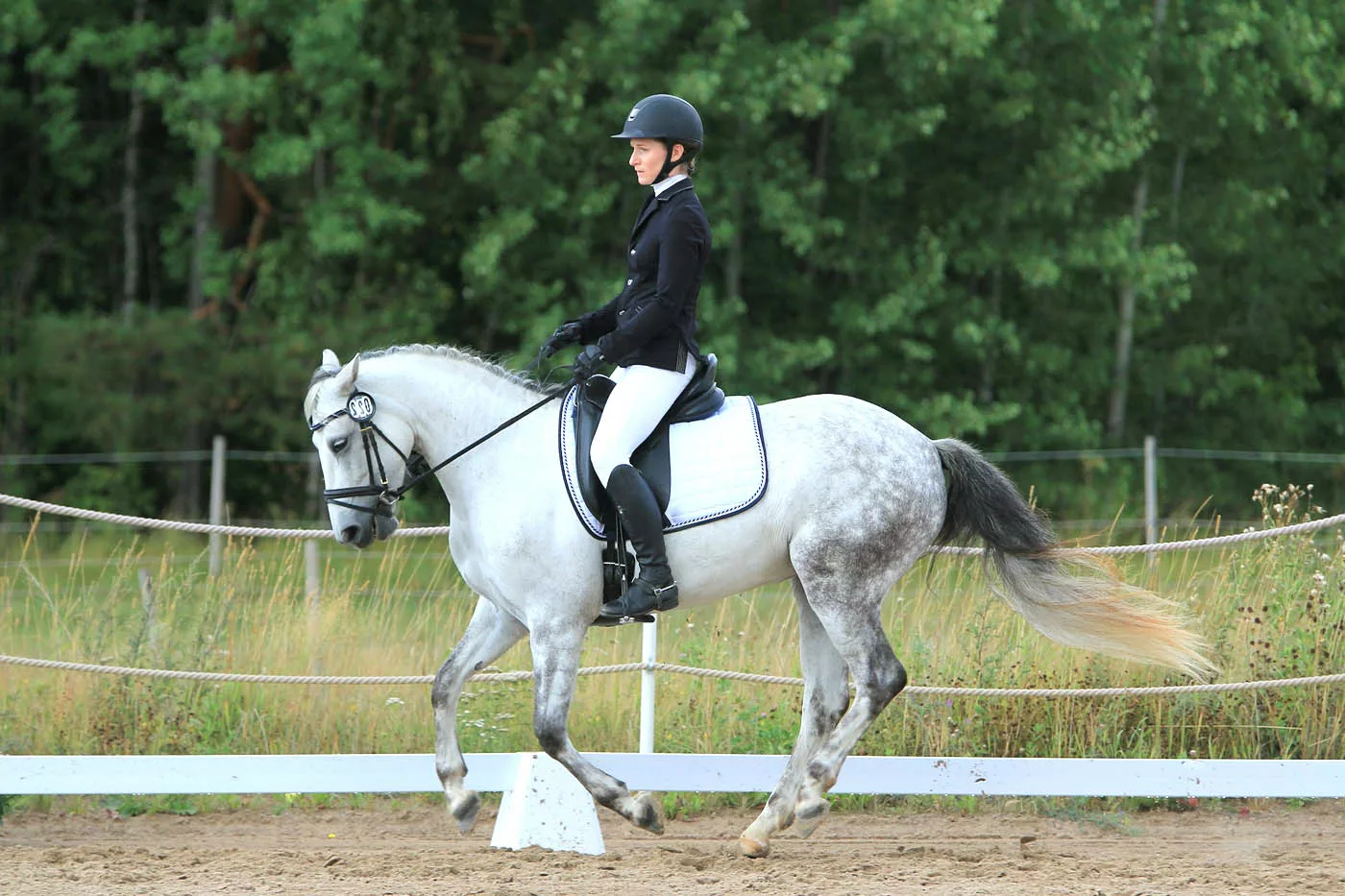 dressage compétition cheval
