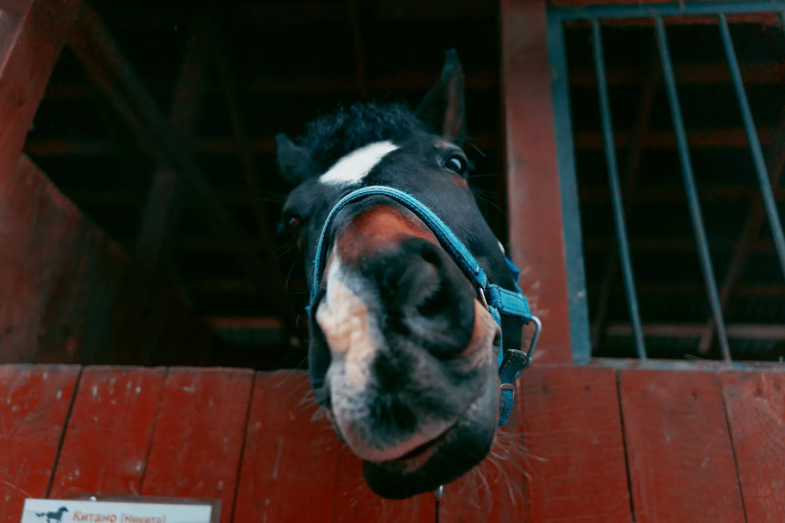 équitation