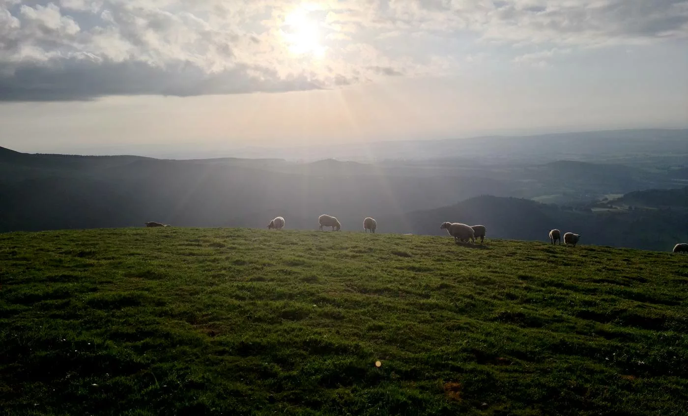 troupeau de mouton puy de l'Ouire